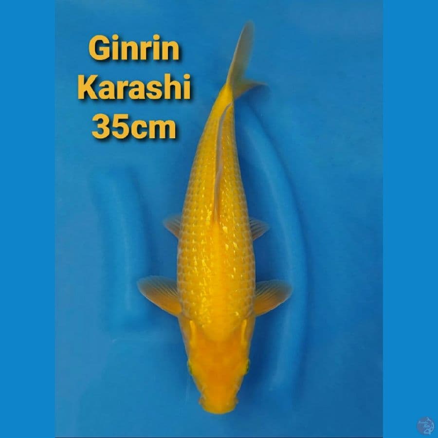 GINRIN KARASHI 35CM