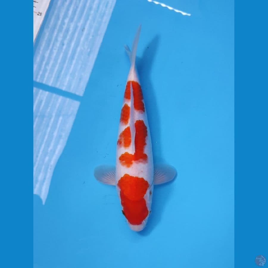 KOHAKU HQ 35CM - FEEMALE 