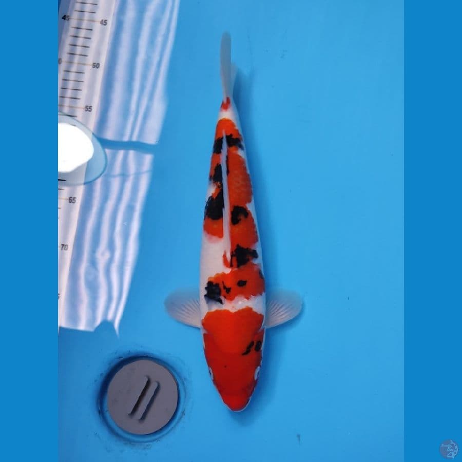 SANKE RED STRONG 35CM - MALE 