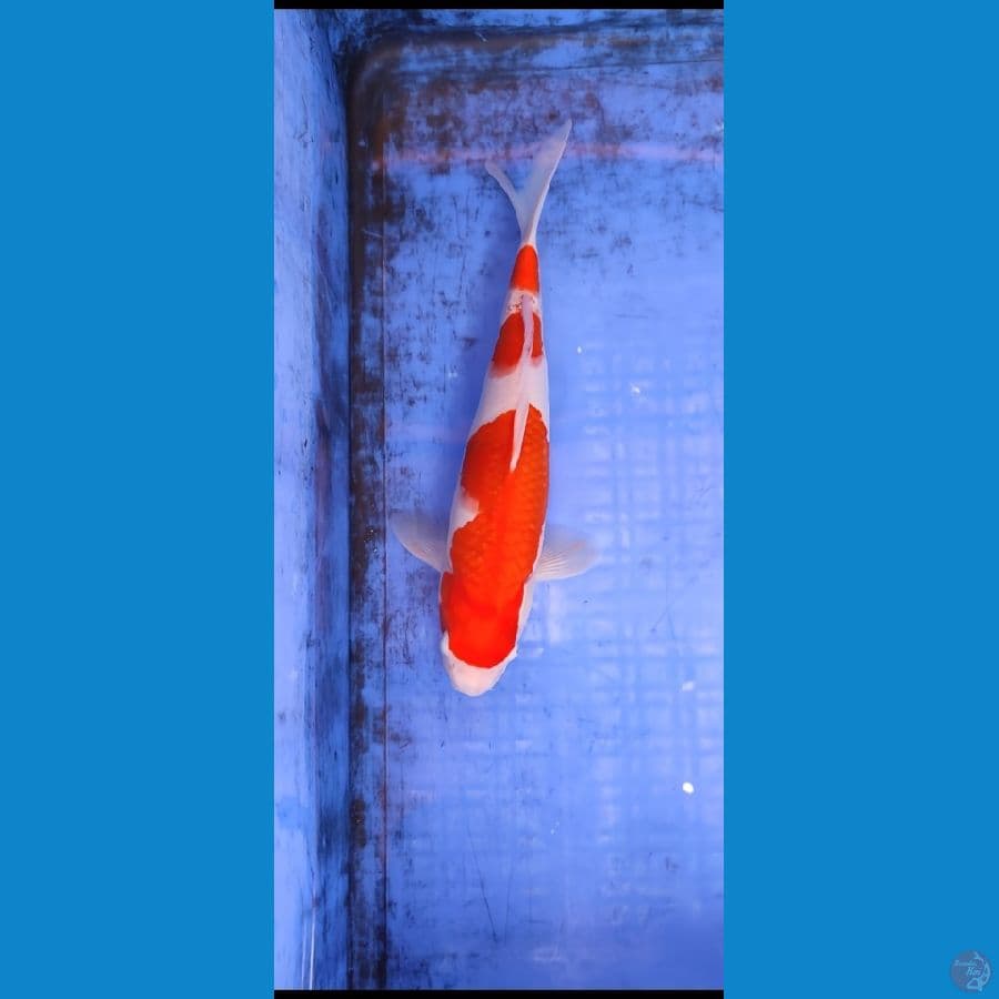 kohaku 3 step 25 cm jantan