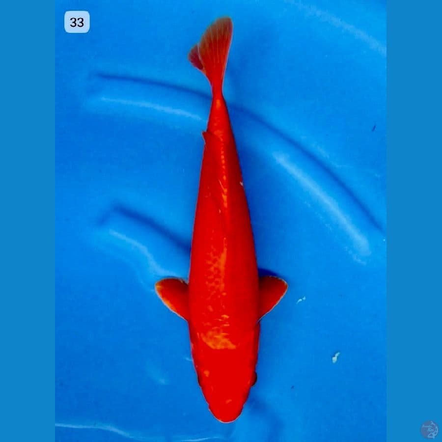 Red aka hajiro 33cm 