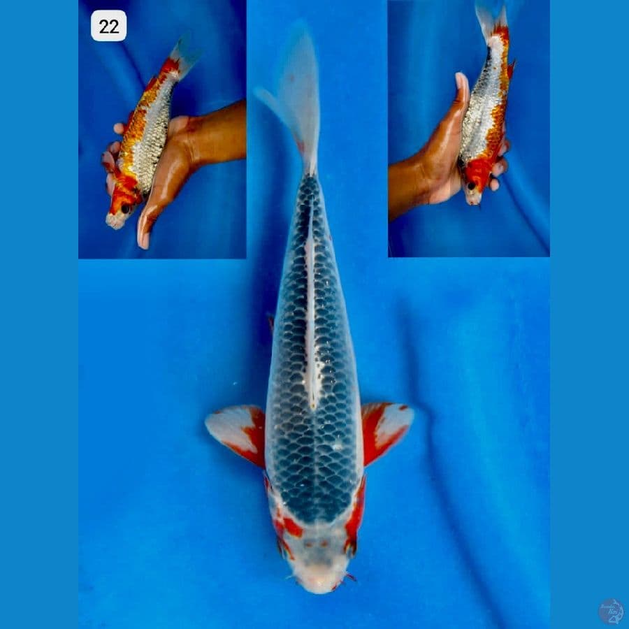 ASagi 22cm 