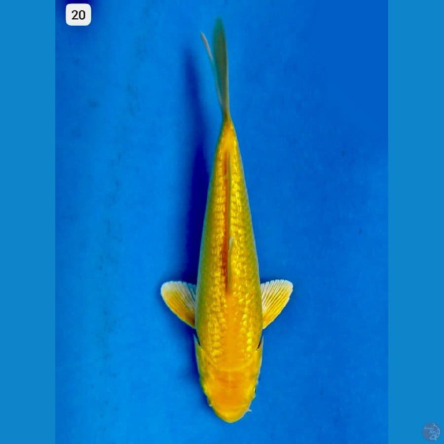 Karasi full gingrin 20cm
