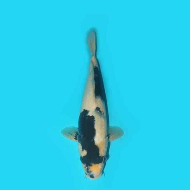 Shiro 37 cm