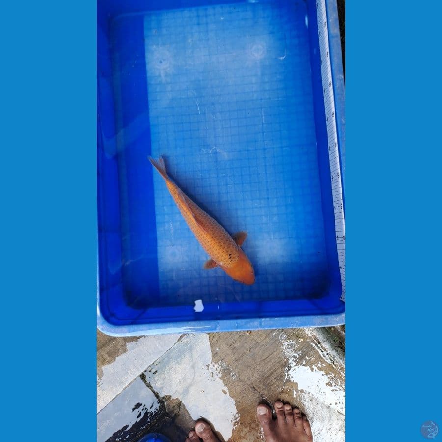 karamel