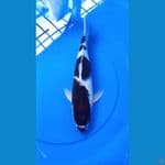 budo goromo 43cm