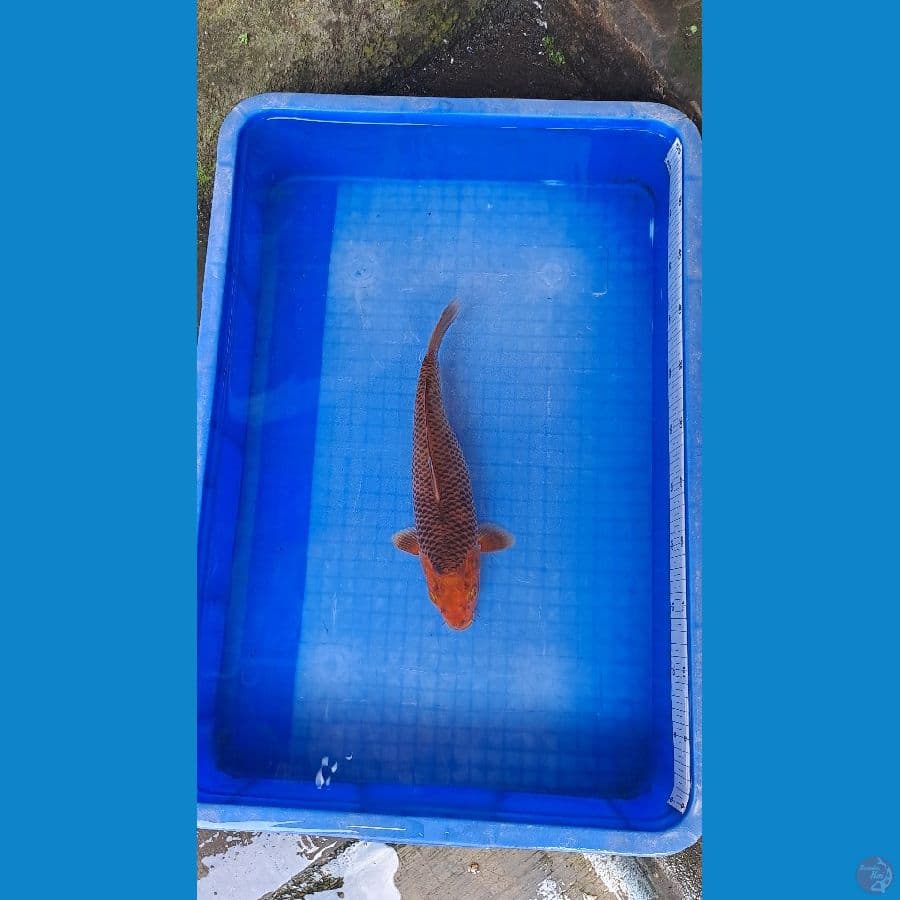 karamel