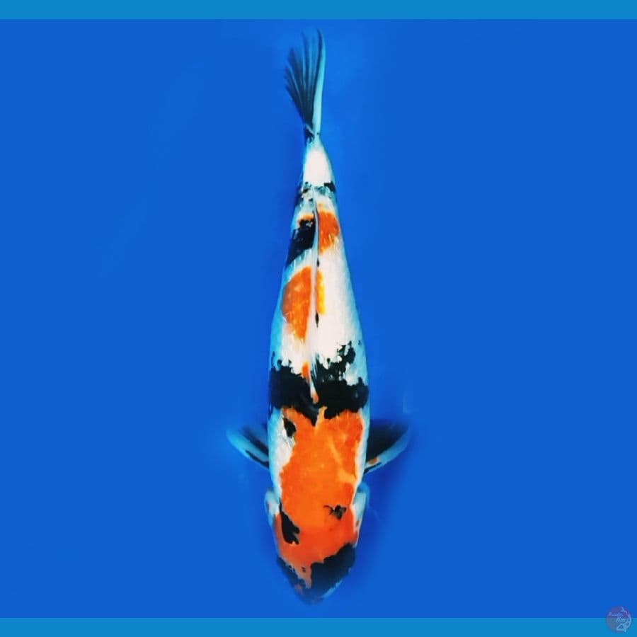 Showa Ginrin F39cm