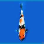 Showa Ginrin F39cm