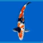 Showa Male Nocut 39cm