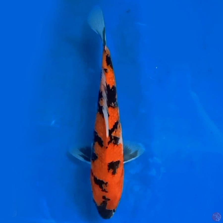 showa ginrin 22cm