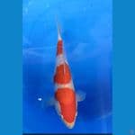 kohaku ginrin 25 cm malle 
