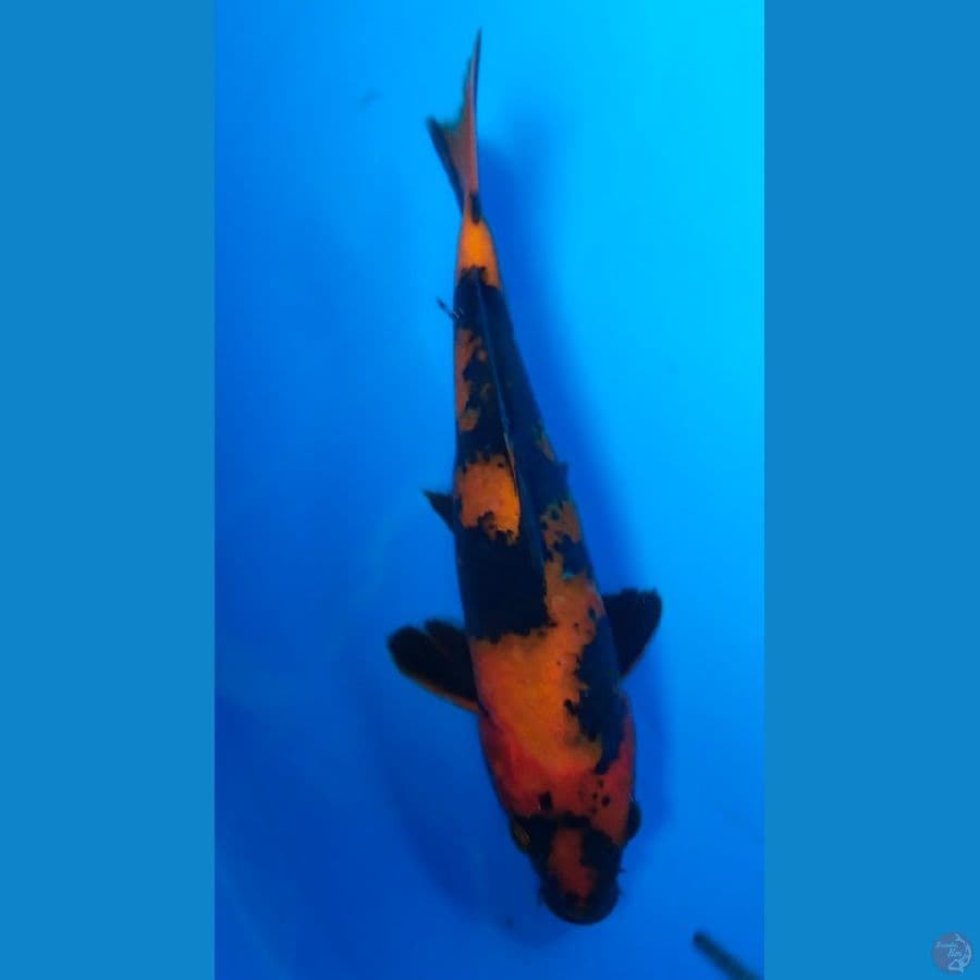utsuri 20cm