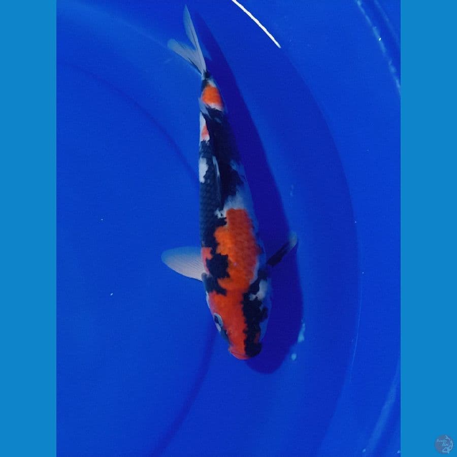 SHOWA 28 CM