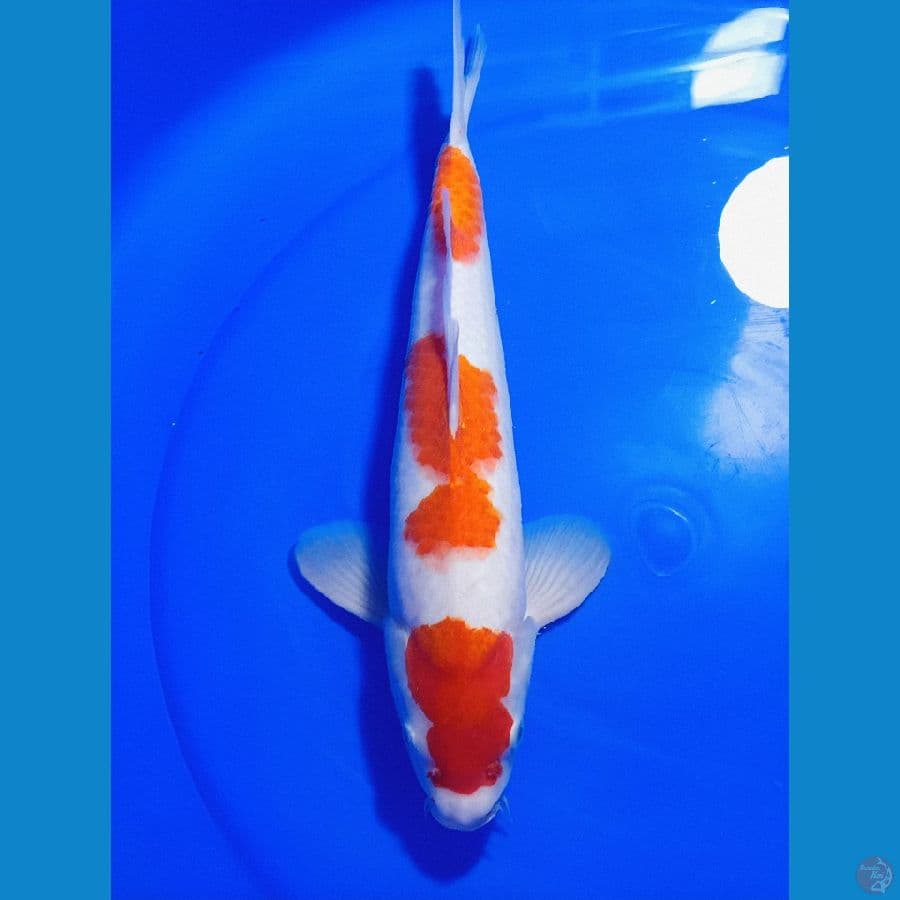 KOHAKU 33 CM 