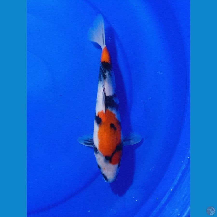 SHOWA 27 CM