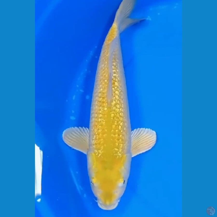 KARASI 45 CM