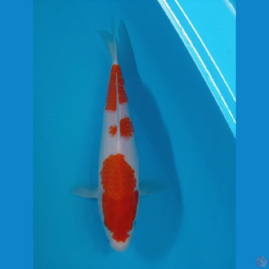 KOHAKU 29 CM
