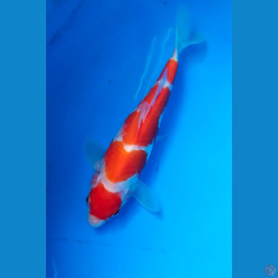 kohaku 19cm