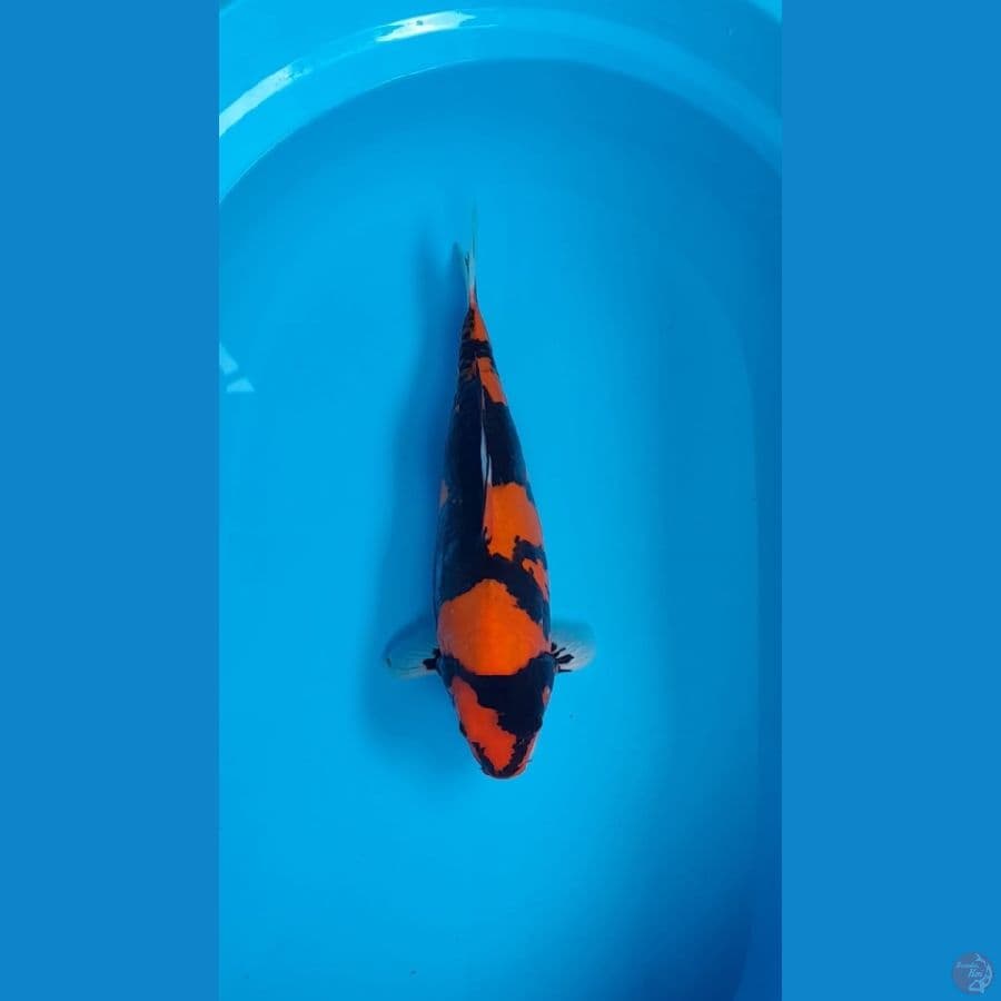 Hi Showa Doitsu F37CM