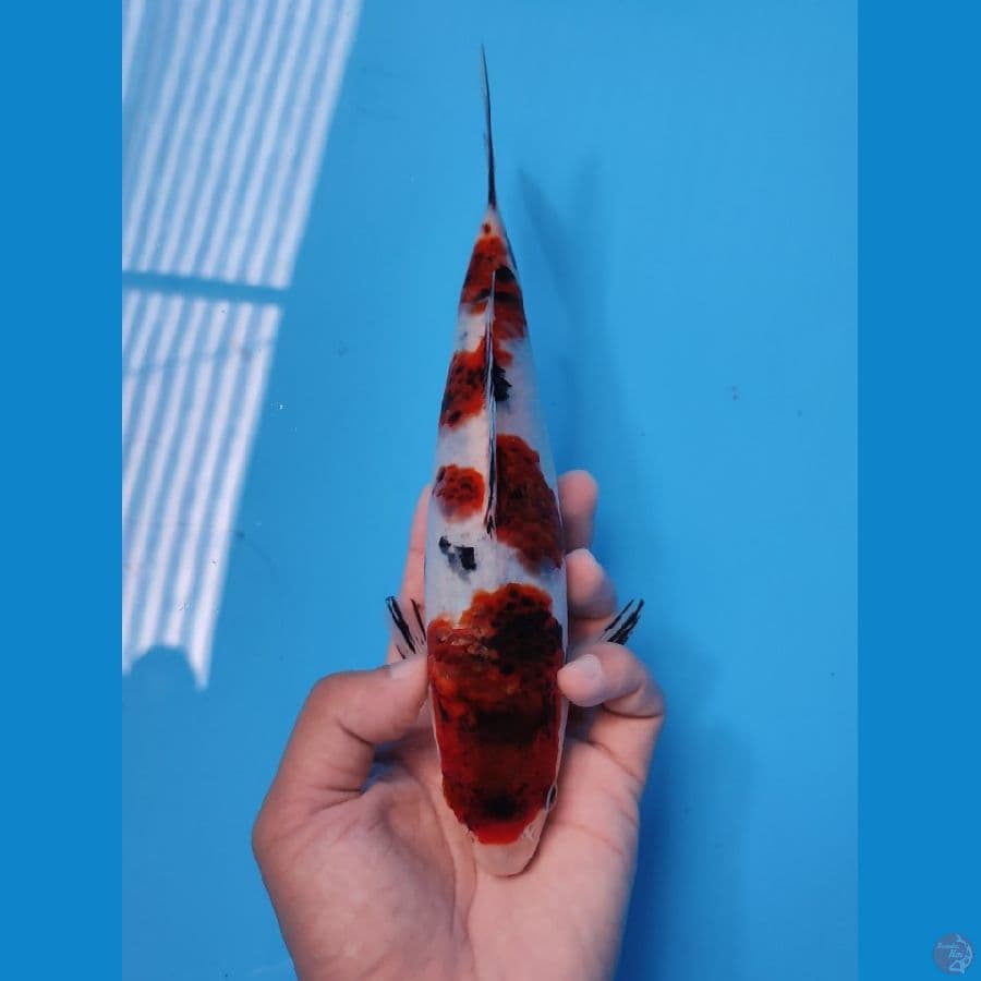 AI GOROMO ORI 25CM - MALE
