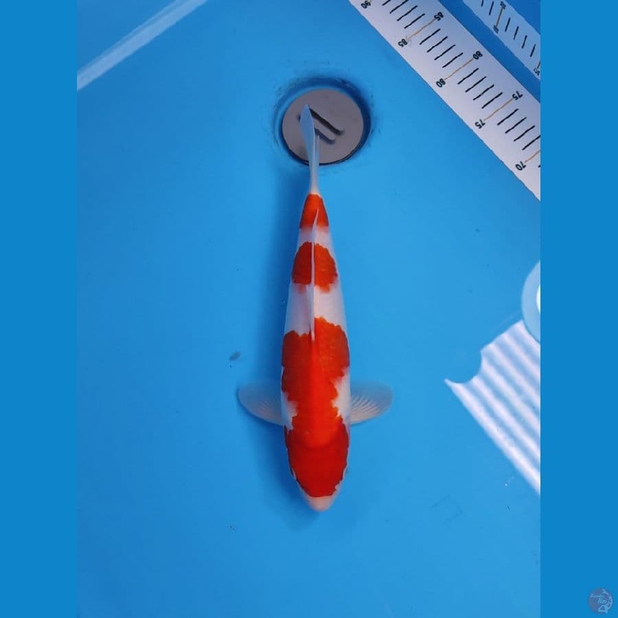 KOHAKU ORI REDSTRONG 30CM - MALE 