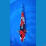 showa male 48 cm 