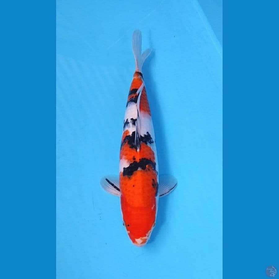 SANKE 33CM - FEMALE