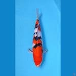 SANKE 33CM - FEMALE