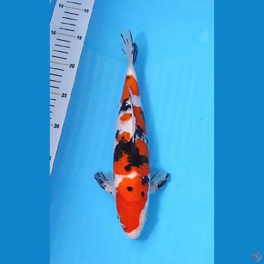 SANKE 30CM - MALE