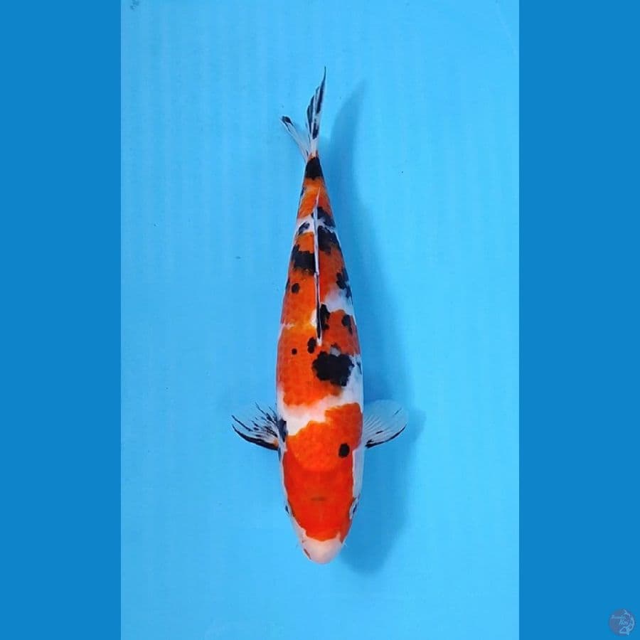 SANKE 30CM - FEMALE