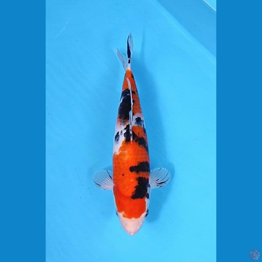 SANKE 30CM - FEMALE