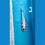 tancho showa tategoi 35 cm