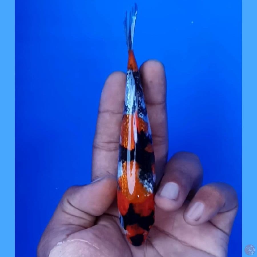 ginrin 15 bu 