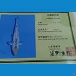 import yamaju 35 cm