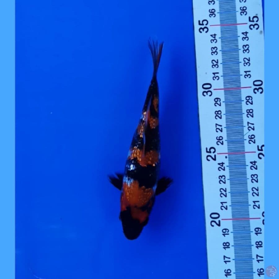  ginrin 15 cm