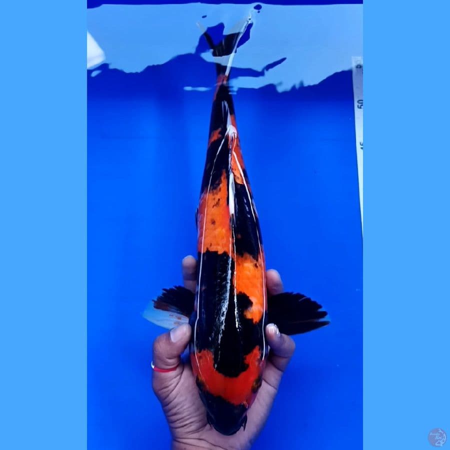 38 cm