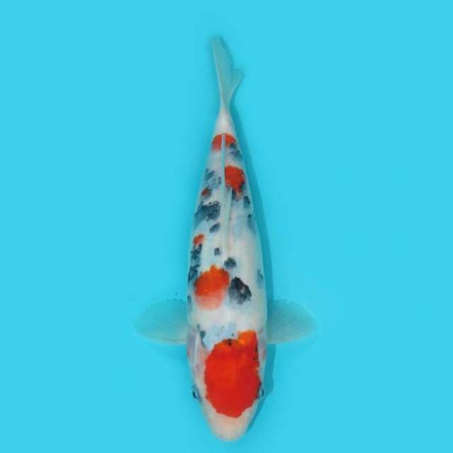YG_SHOWA TATEGOI_25 CM