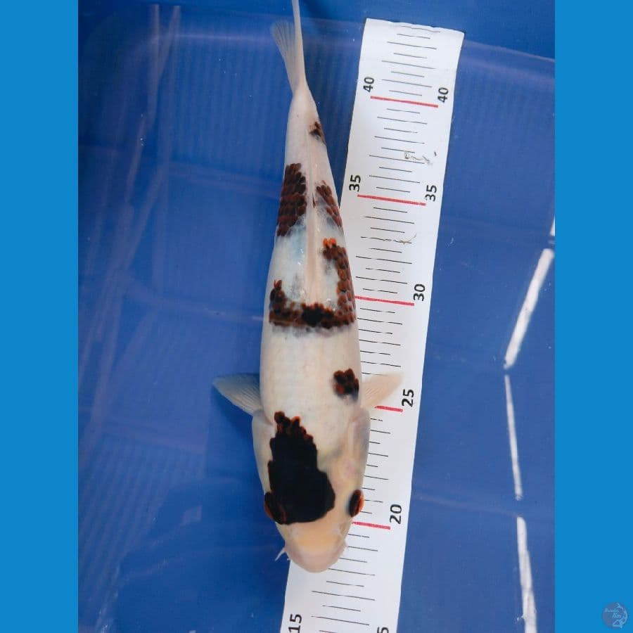 goromo 30cm