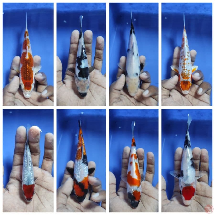 MINIONSS 11-18CM
