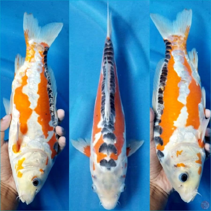 HANASHUSUI 33 CM FM