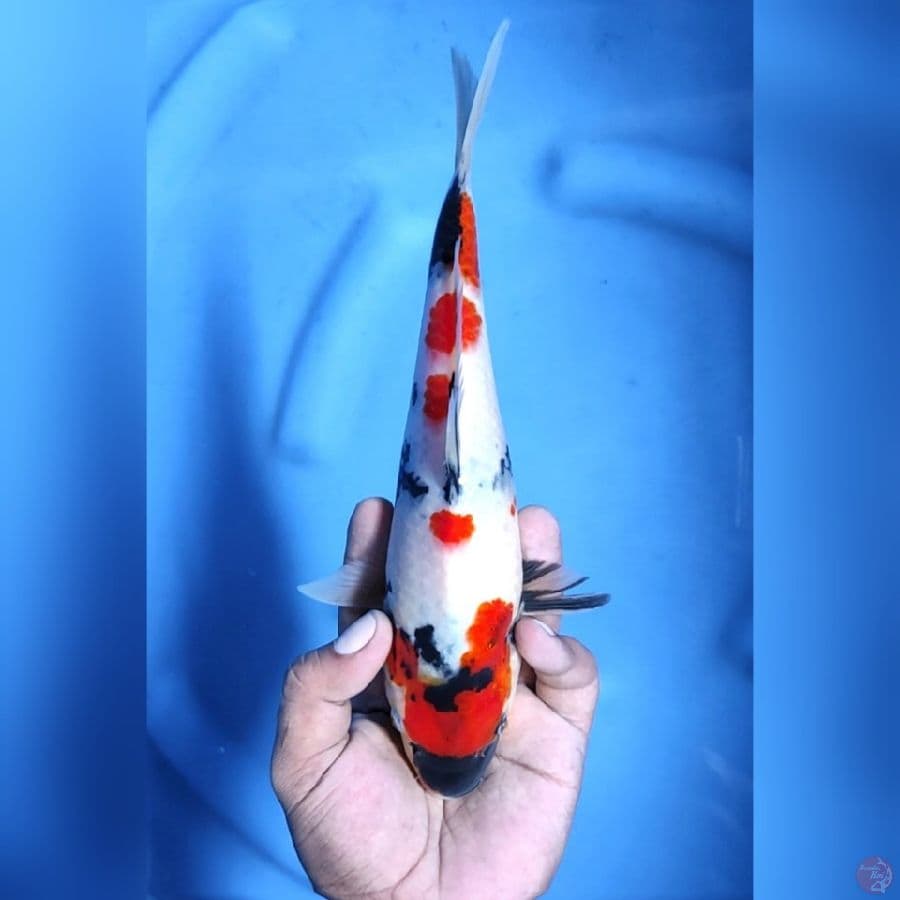 KINDAI SHOWA # 26CM - F