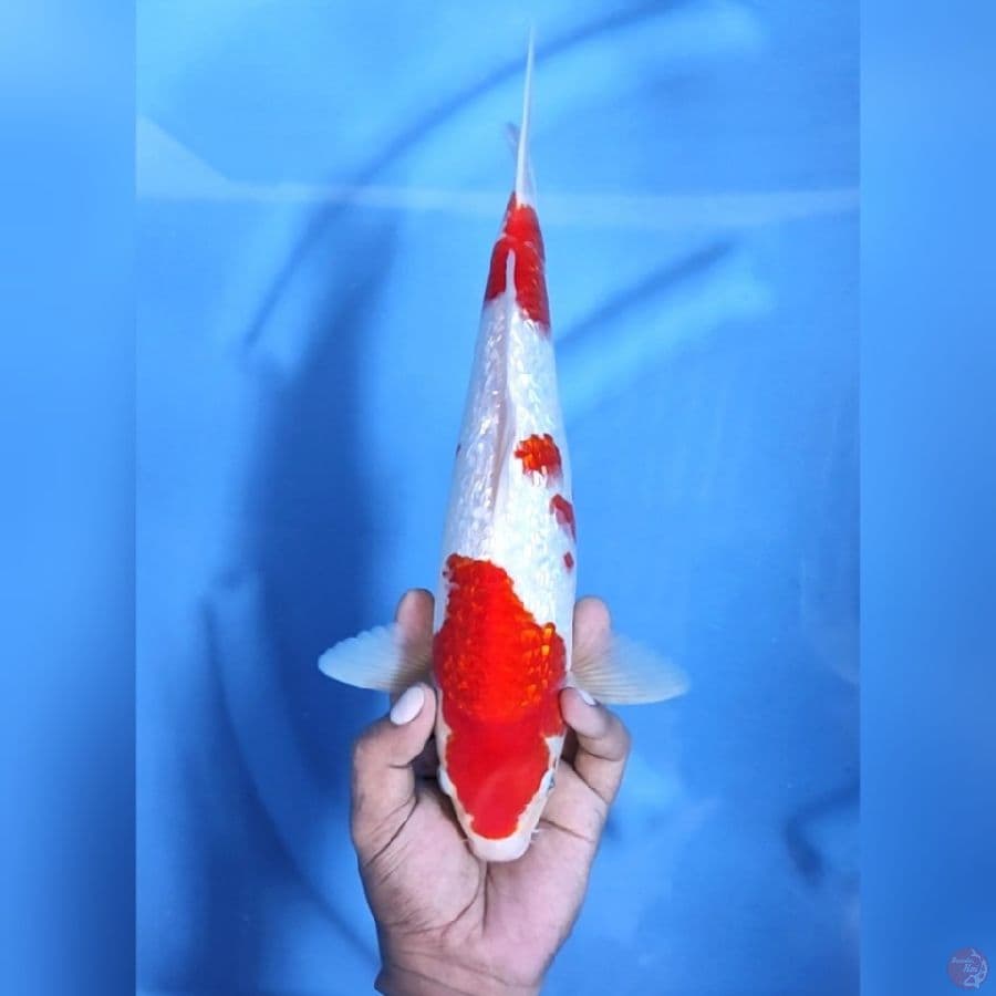 STRONG KOHAKU GINRIN # 34CM -M