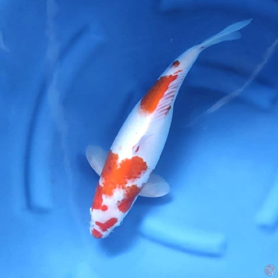 JUMBO KOHAKU # 43CM - F