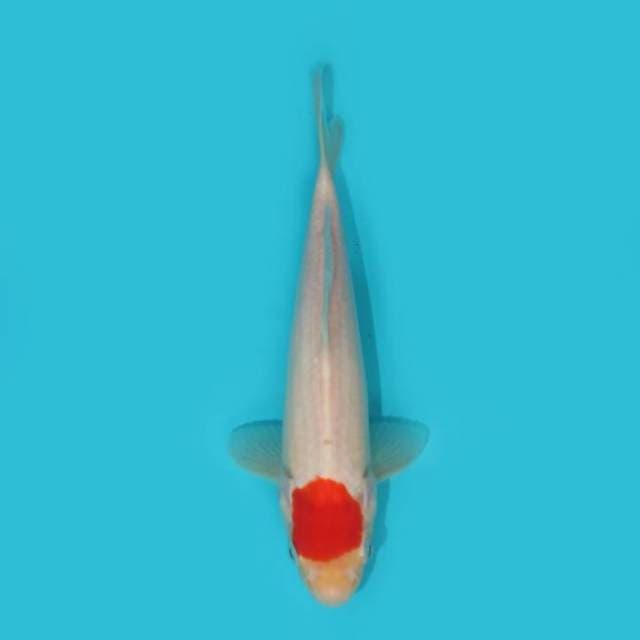 YG_TANCHO KOHAKU_25 CM