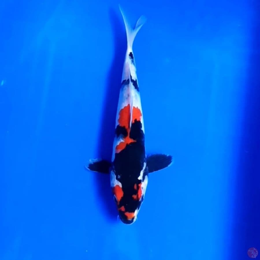 SHOWA PEKAT # 24CM - F