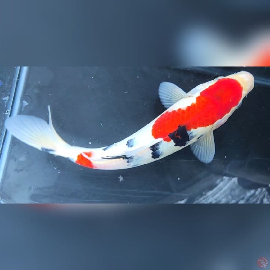 SANKE ORIGINAL # 27CM - F