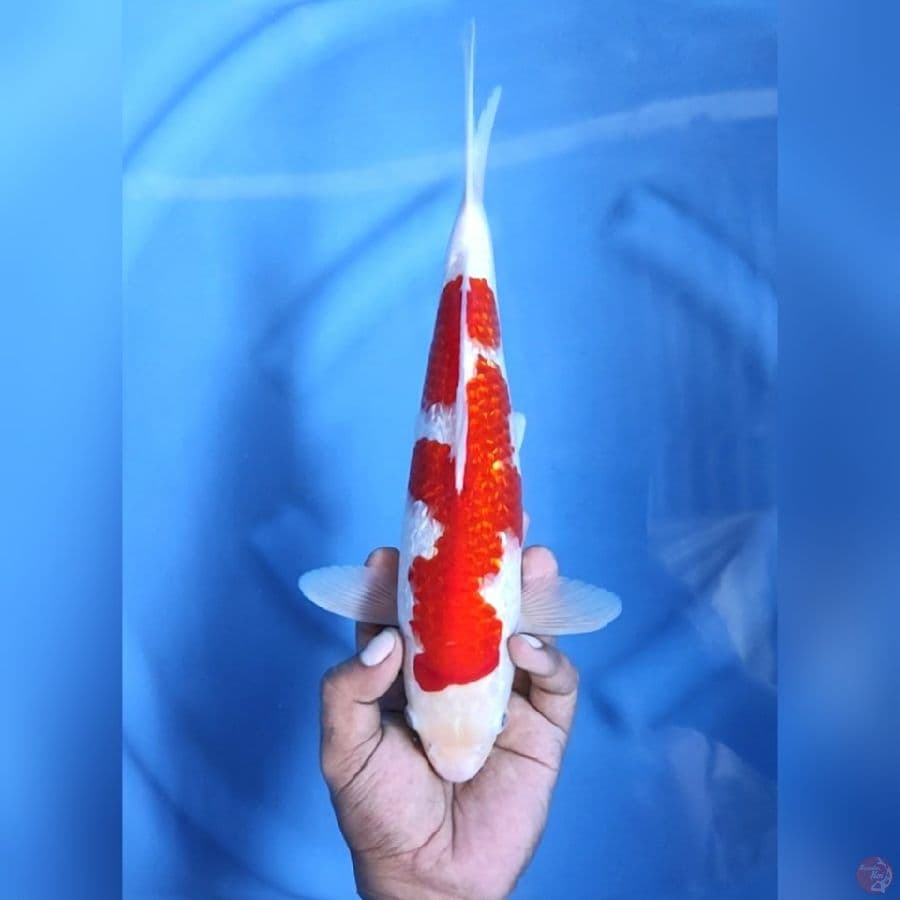 KOHAKU GINRIN STRONG # 32CM -M