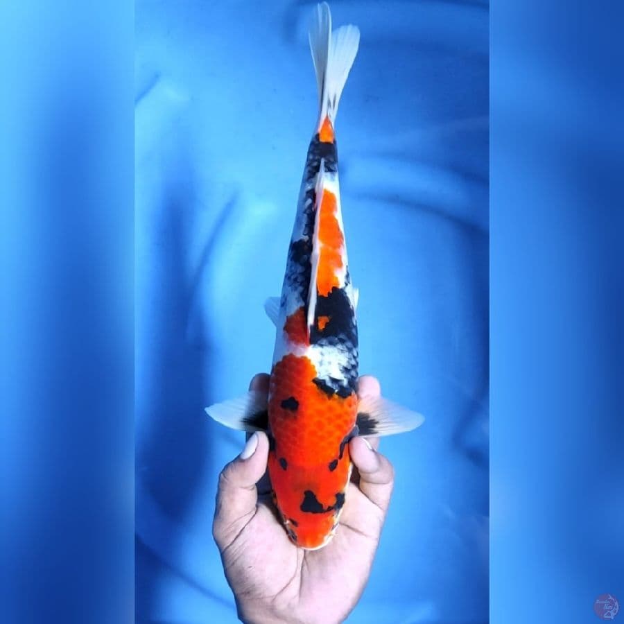 SHOWA # 34CM -M