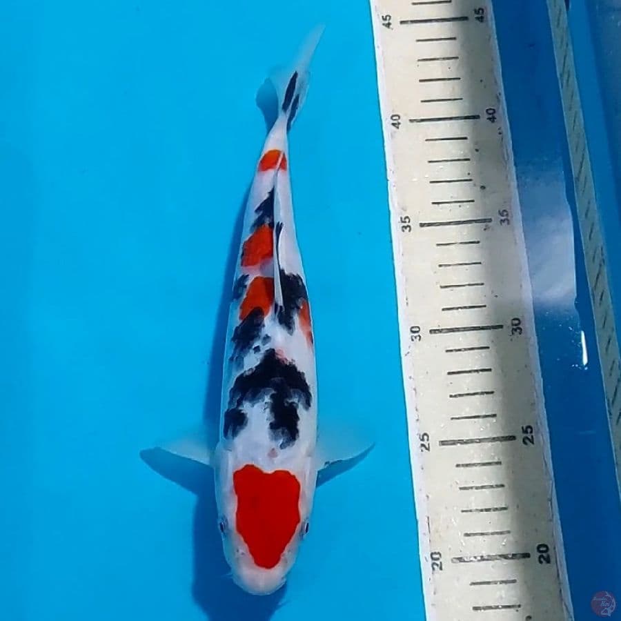 SANKE 25 CM